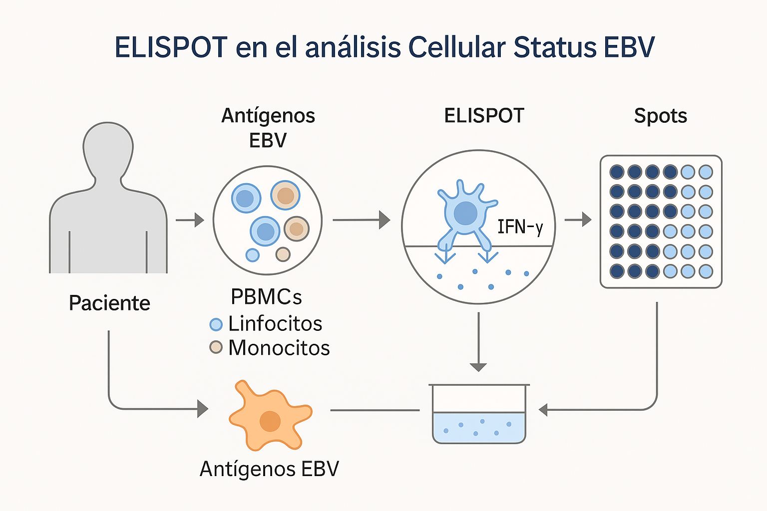 1751629489564 Laboratorio de Análisis en Barcelona, Madrid y Málaga - Análisis Clínicos | ELISPOT: Una ventana al Sistema Inmunológico Celular