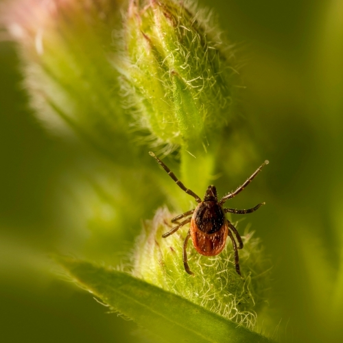 destacada colyme Laboratorio de Análisis en Barcelona, Madrid y Málaga - Análisis Clínicos | CO-LYME: el nuevo test que detecta coinfecciones por garrapatas