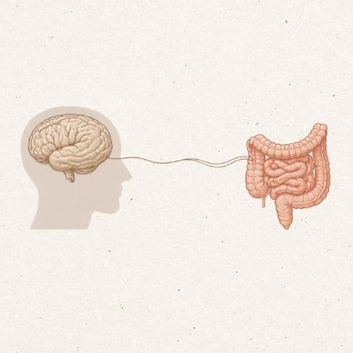 intestin cerveau 2 Laboratorio de Análisis en Barcelona, Madrid y Málaga - Análisis Clínicos | Relation intestin-cerveau : comment la santé digestive influence le bien-être mental