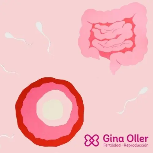 fertilité 1 (2) (1) Laboratorio de Análisis en Barcelona, Madrid y Málaga - Análisis Clínicos | Microbiote intestinal et inflammation : un facteur silencieux de la fertilité